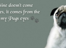 Love Pugs