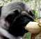 This pug loves bananas