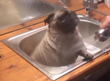 Pug Bathtime