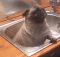 Pug Bathtime