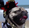 Pug Pirate of the Caribbean