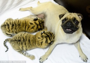 Pug with tiger cubs
