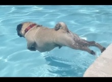 Pug Ernie loves swimming