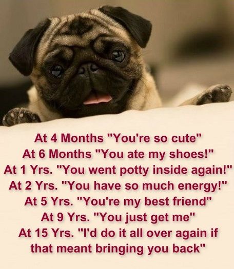 pug_quote_of_the_week_by_ask_the_pug-d86m2dg