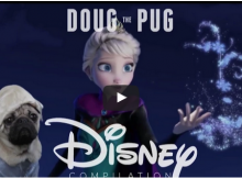 Pug does Disney