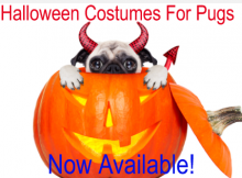 Pug Halloween