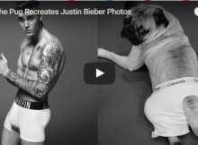pug_with_justin_bieber