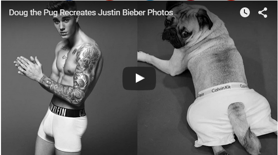 pug_with_justin_bieber