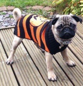 My 4 and a half month old pug Suggs modelling his Halloween jumper 