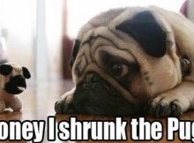 Funny pugs