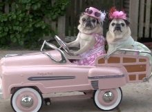 pug in car