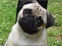 pug meme