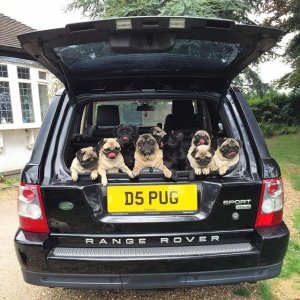 Pugs in car