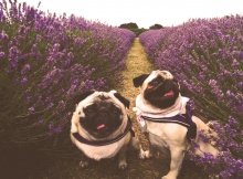 pugs in lavender