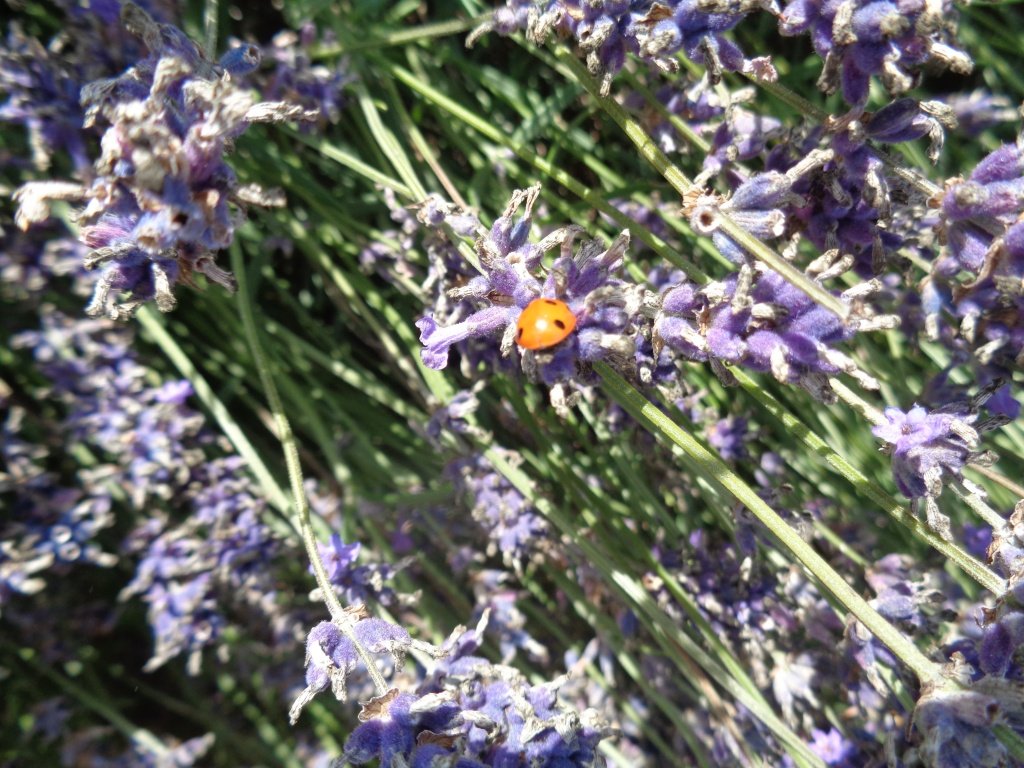 Is this a Ladybug or Ladybird?