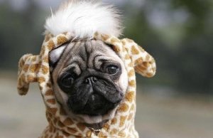 Pug Giraffe