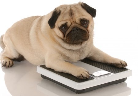 Overweight Pugs – The Pug Channel