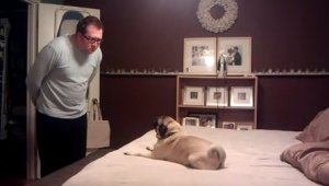 2015-09-17-22_33_25-Overexcited-Pug-Breaks-Lap-Record-During-Face-Off-Pugsnort-1