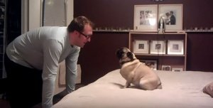 pug